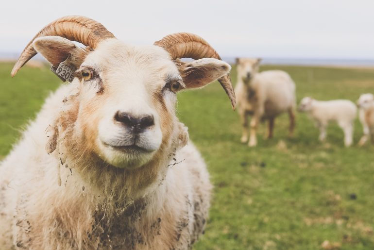 ovelhas da Islândia