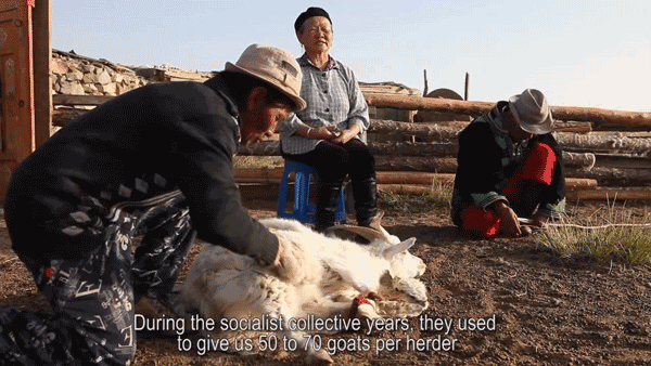 Penteando a cabra para extrair a lã 